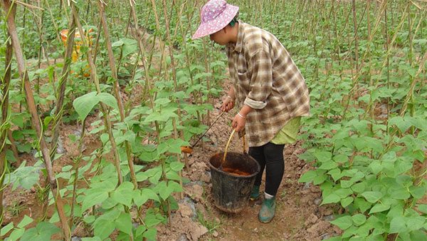 田間施肥的農(nóng)民